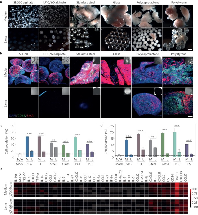 Size And Shape Dependent Foreign Body Immune Response To Materials Implanted In Rodents And Non Human Primates Nature Materials Size And Shape Dependent Foreign Body Immune Response To Materials Implanted In Rodents And Non Human Primates Nature Materials