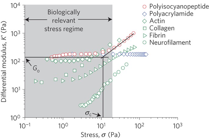 gel and plastic stiffener stress ball