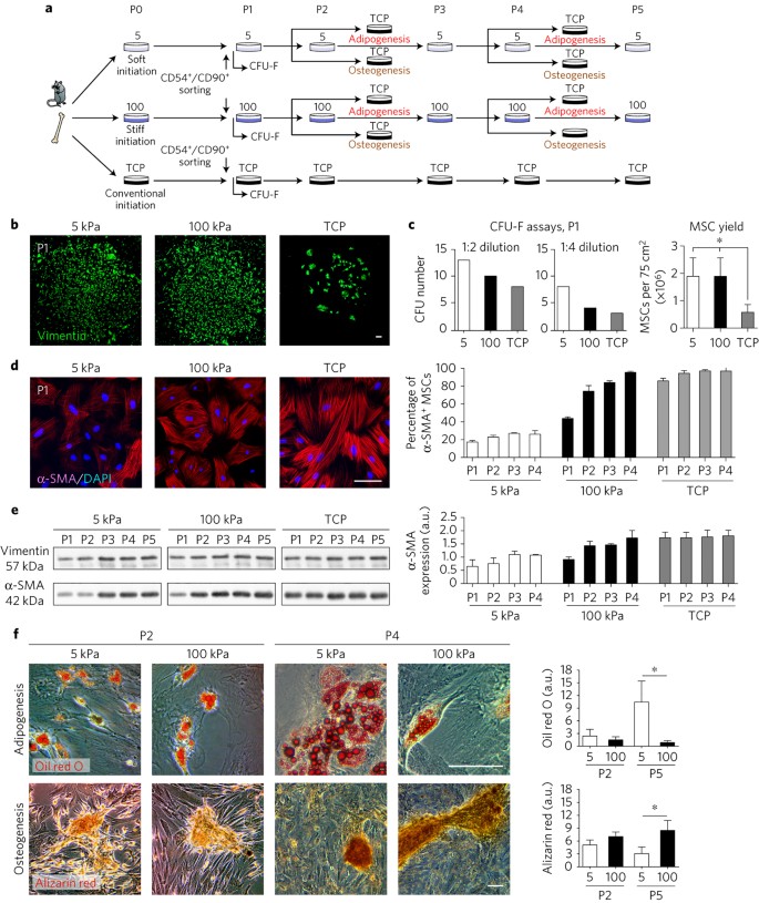 MicroRNA-21 preserves the fibrotic mechanical memory of mesenchymal stem  cells | Nature Materials