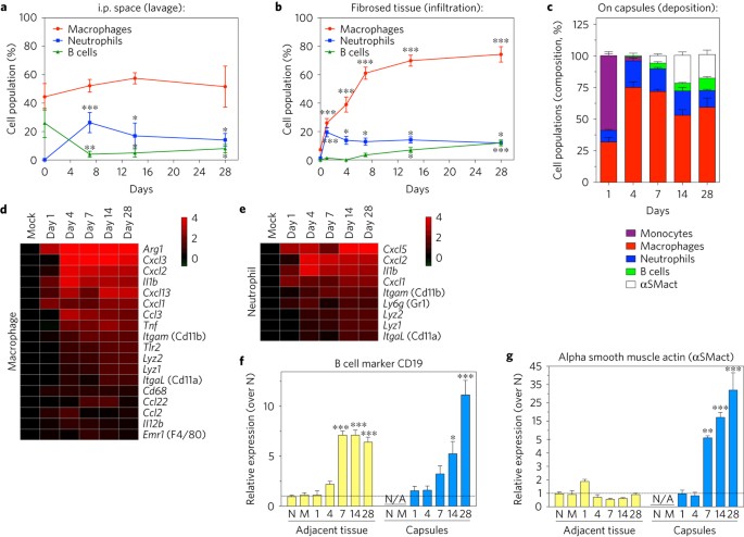 Colony Stimulating Factor 1 Receptor Is A Central Component Of The