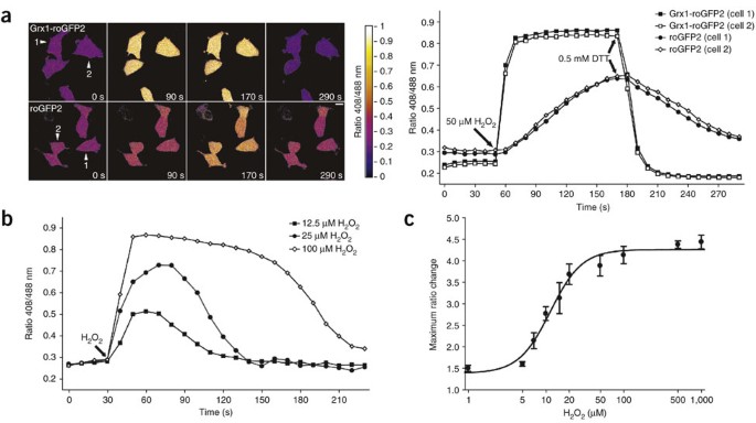 Real-time imaging of the intracellular glutathione redox potential | Nature Methods Real-time imaging of the intracellular glutathione redox potential | Nature Methods