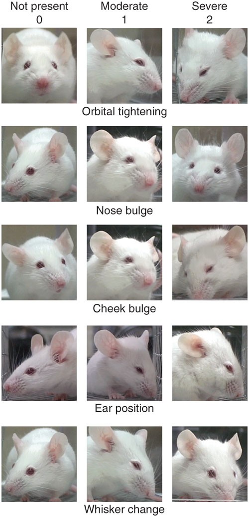 Coding of facial expressions of pain in the laboratory mouse | Nature  Methods