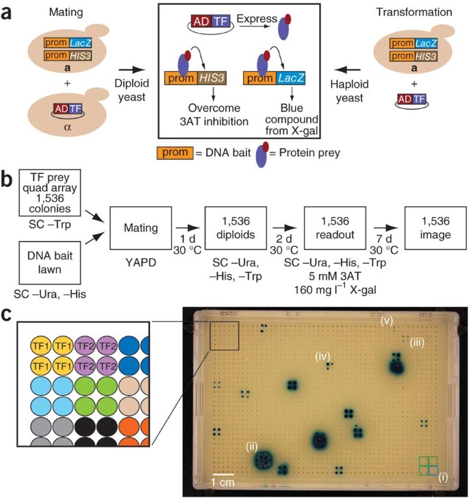 Enhanced yeast one-hybrid assays for high-throughput gene-centered  regulatory network mapping | Nature Methods