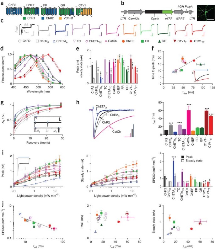 Principles for applying optogenetic tools derived from direct comparative  analysis of microbial opsins | Nature Methods