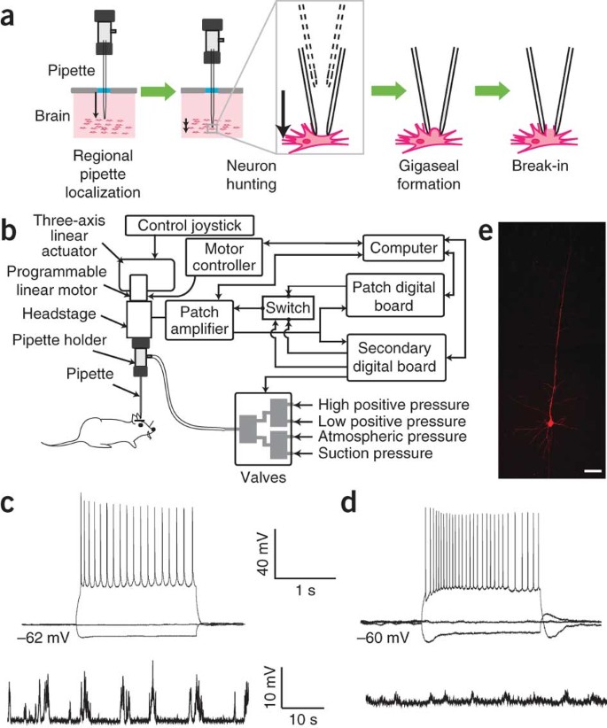 Optical Electrophysiology: Toward the Goal of Label-Free Voltage Imaging
