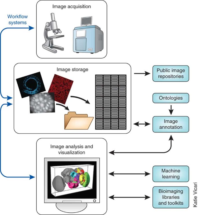 Biological Imaging Software Tools Nature Methods - 
