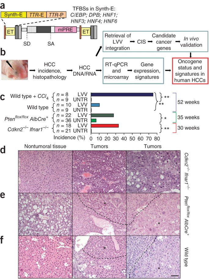 Lentiviral Vector Based Insertional Mutagenesis Identifies Genes Associated With Liver Cancer Nature Methods