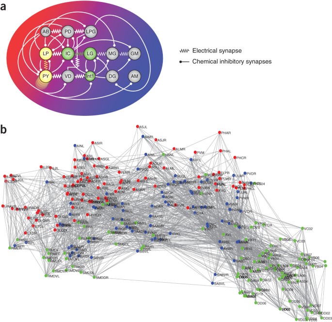 From The Connectome To Brain Function Nature Methods