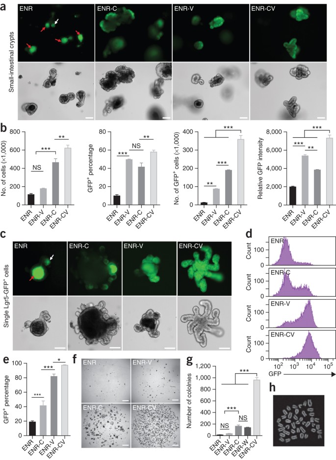 Niche Independent High Purity Cultures Of Lgr5 Intestinal Stem Cells And Their Progeny Nature Methods