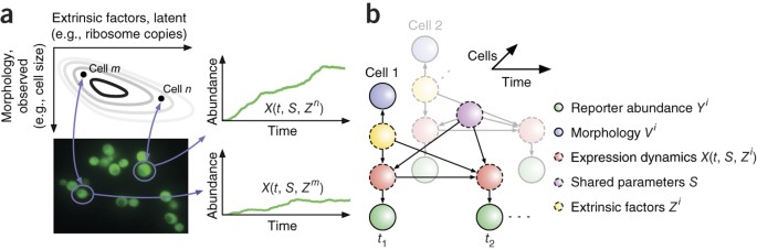 Scalable Inference Of Heterogeneous Reaction Kinetics From Pooled Single Cell Recordings Nature Methods