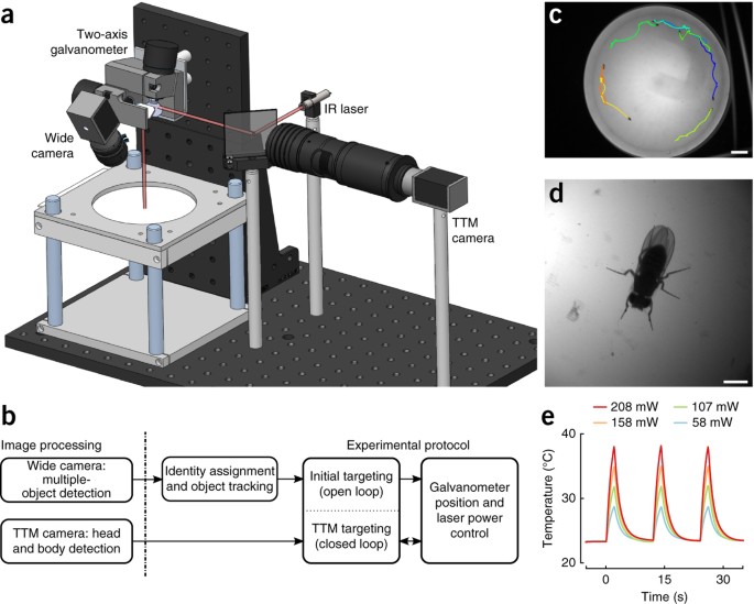 Flymad Rapid Thermogenetic Control Of Neuronal Activity In Freely Walking Drosophila Nature Methods