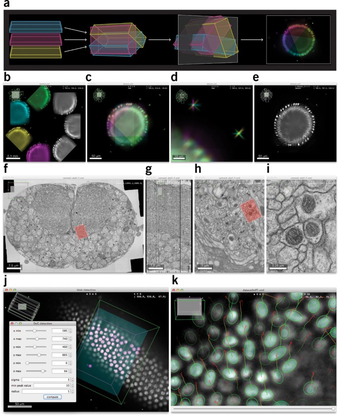 BigDataViewer: visualization and processing for large image data sets |  Nature Methods