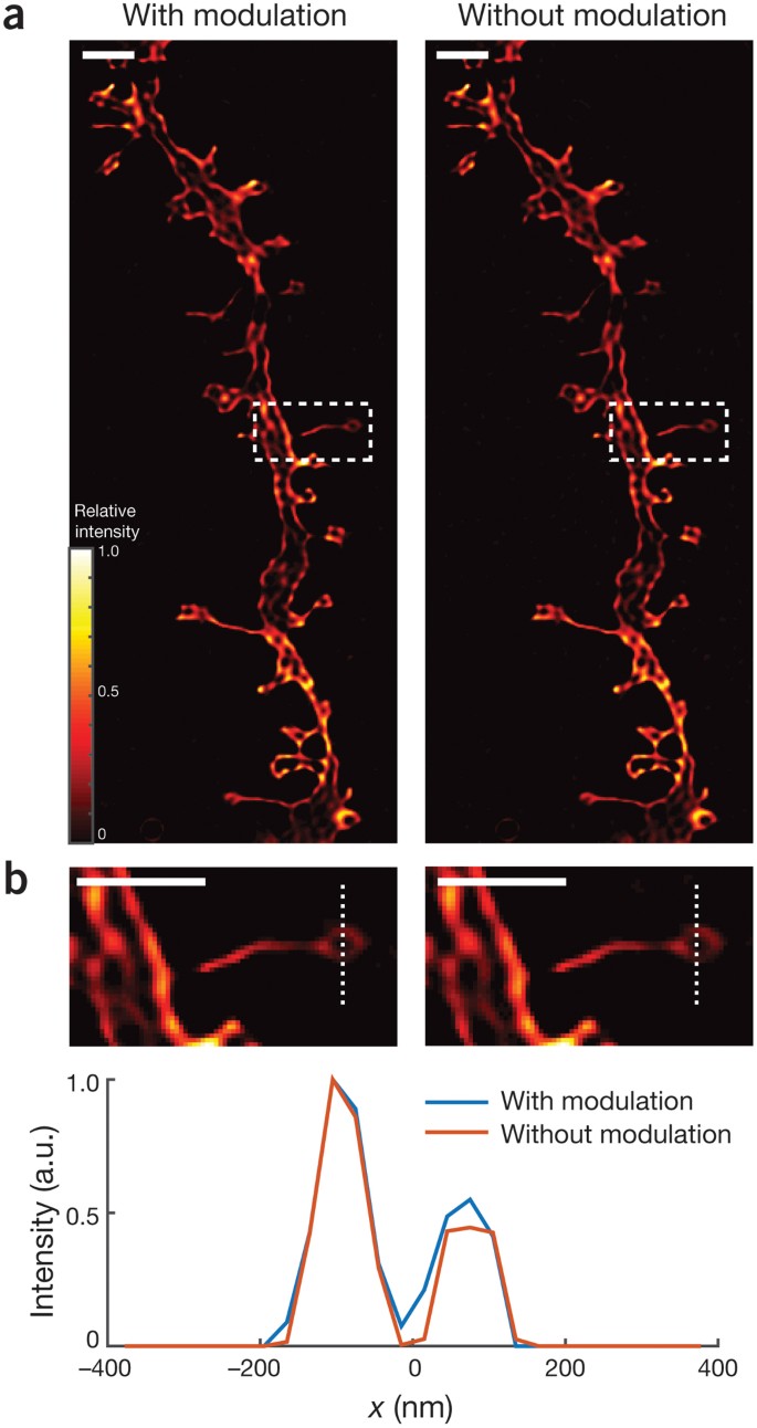 Polarization modulation adds little additional information to  super-resolution fluorescence microscopy | Nature Methods