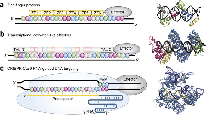 editing the epigenome technologies for