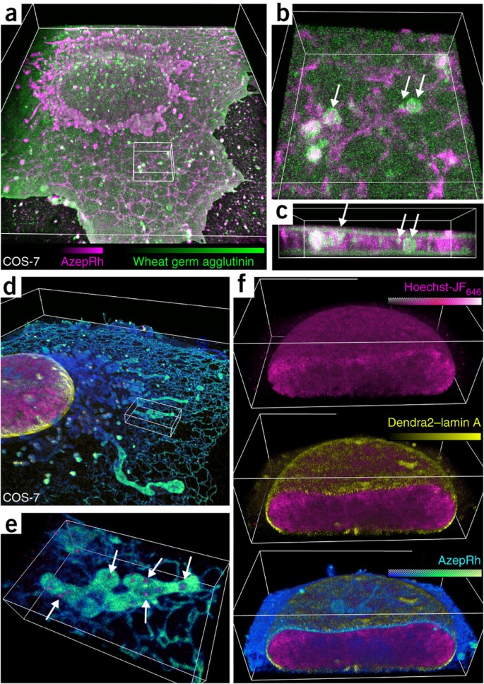 High-density three-dimensional localization microscopy across large volumes  | Nature Methods