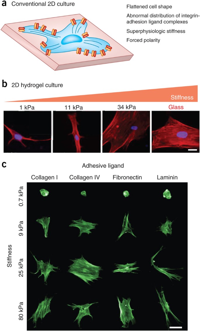 A practical guide to hydrogels for cell culture | Nature Methods