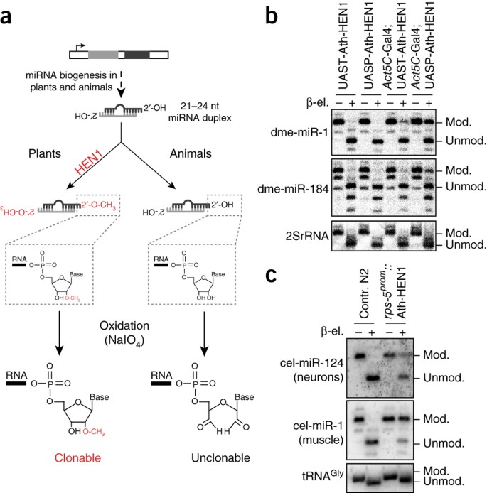 Cell Type Specific Sequencing Of Micrornas From Complex Animal Tissues Nature Methods