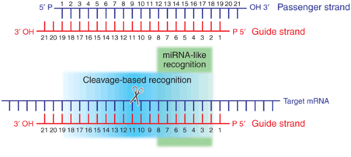 On The Art Of Identifying Effective And Specific Sirnas Nature Methods On The Art Of Identifying Effective And Specific Sirnas Nature Methods