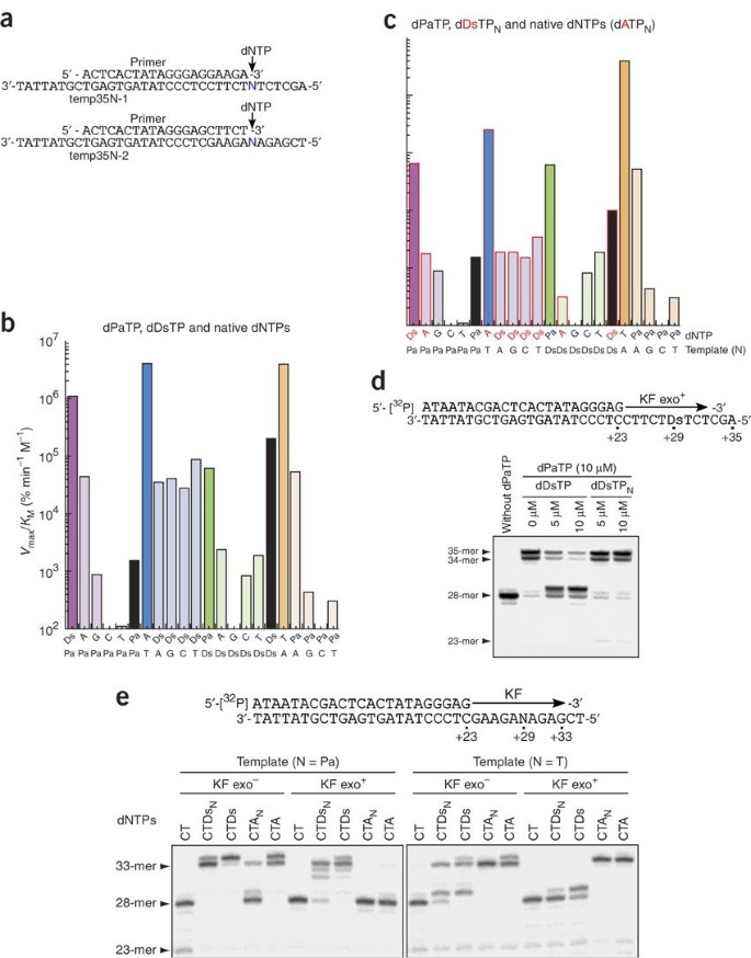 An Unnatural Hydrophobic Base Pair System Site Specific Incorporation Of Nucleotide Analogs Into Dna And Rna Nature Methods An Unnatural Hydrophobic Base Pair System Site Specific Incorporation Of Nucleotide Analogs Into Dna And Rna Nature Methods