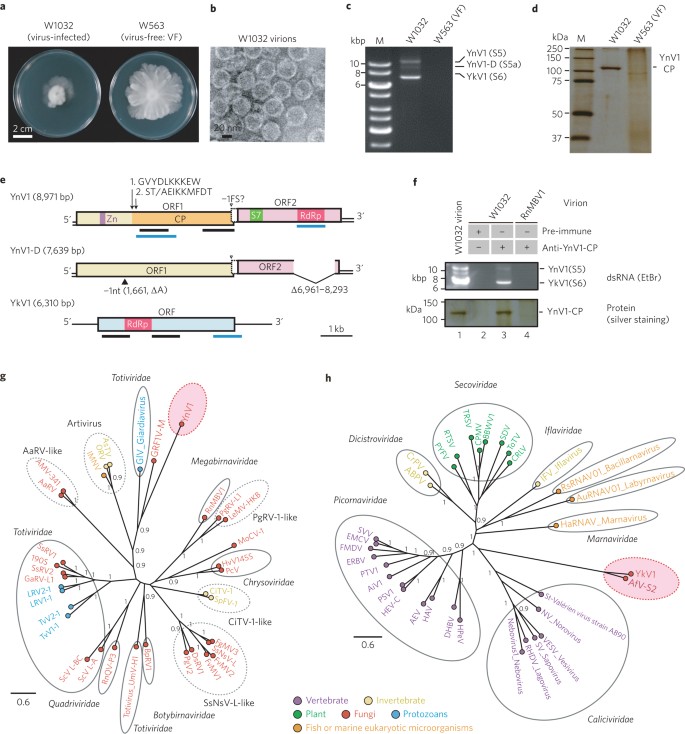 A Capsidless Ssrna Virus Hosted By An Unrelated Dsrna Virus Nature Microbiology