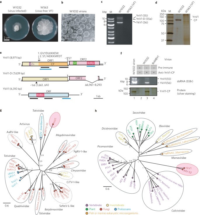 A Capsidless Ssrna Virus Hosted By An Unrelated Dsrna Virus Nature Microbiology A Capsidless Ssrna Virus Hosted By An Unrelated Dsrna Virus Nature Microbiology