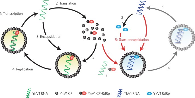 A Capsidless Ssrna Virus Hosted By An Unrelated Dsrna Virus Nature Microbiology