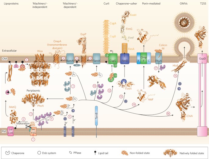 Protein Folding In The Cell Envelope Of Escherichia Coli Nature Microbiology