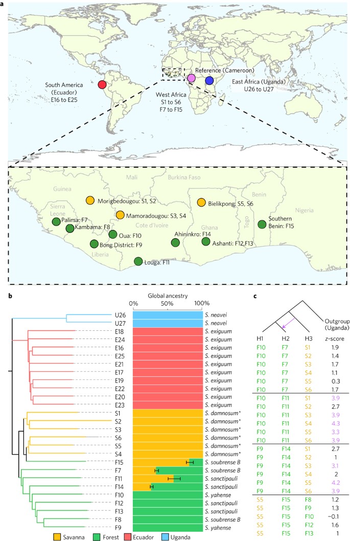 Genomic diversity in Onchocerca volvulus and its Wolbachia endosymbiont |  Nature Microbiology
