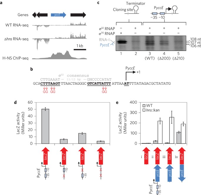 Horizontally Acquired At Rich Genes In Escherichia Coli Cause Toxicity By Sequestering Rna Polymerase Nature Microbiology Horizontally Acquired At Rich Genes In Escherichia Coli Cause Toxicity By Sequestering Rna Polymerase Nature Microbiology