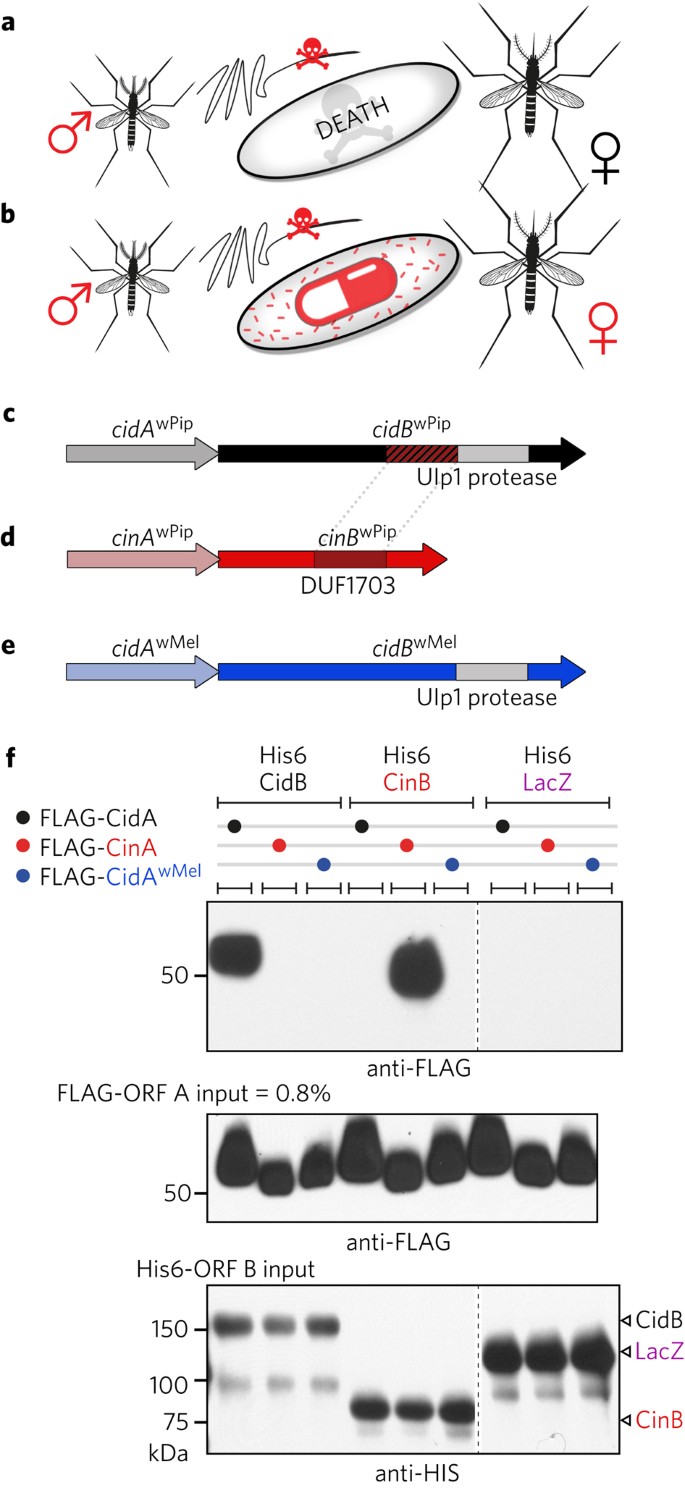 A Wolbachia Deubiquitylating Enzyme Induces Cytoplasmic Incompatibility Nature Microbiology A Wolbachia Deubiquitylating Enzyme Induces Cytoplasmic Incompatibility Nature Microbiology