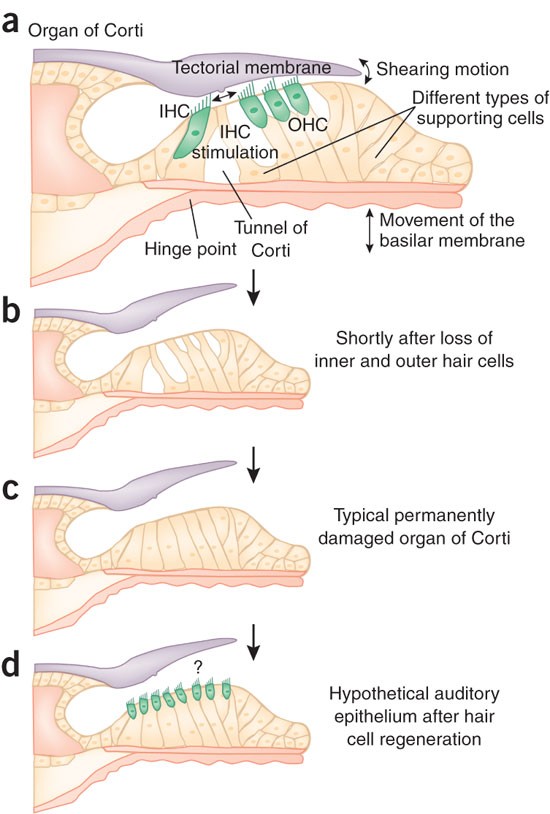 Quo Vadis Hair Cell Regeneration Nature Neuroscience