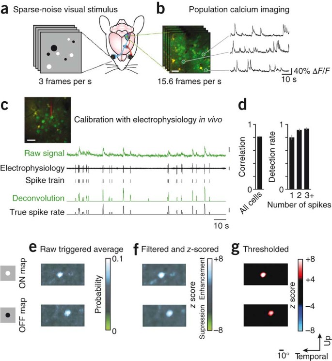Parallel Processing Of Visual Space By Neighboring Neurons In Mouse Visual Cortex Nature Neuroscience