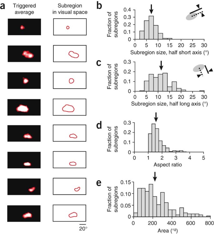 Parallel Processing Of Visual Space By Neighboring Neurons In Mouse Visual Cortex Nature Neuroscience Parallel Processing Of Visual Space By Neighboring Neurons In Mouse Visual Cortex Nature Neuroscience