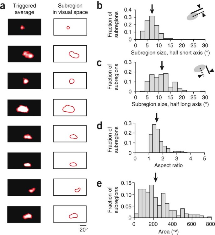 Parallel Processing Of Visual Space By Neighboring Neurons In Mouse Visual Cortex Nature Neuroscience