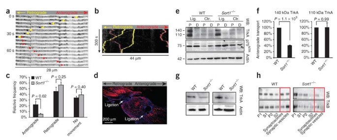 Sortilin associates with Trk receptors to enhance anterograde transport and  neurotrophin signaling | Nature Neuroscience