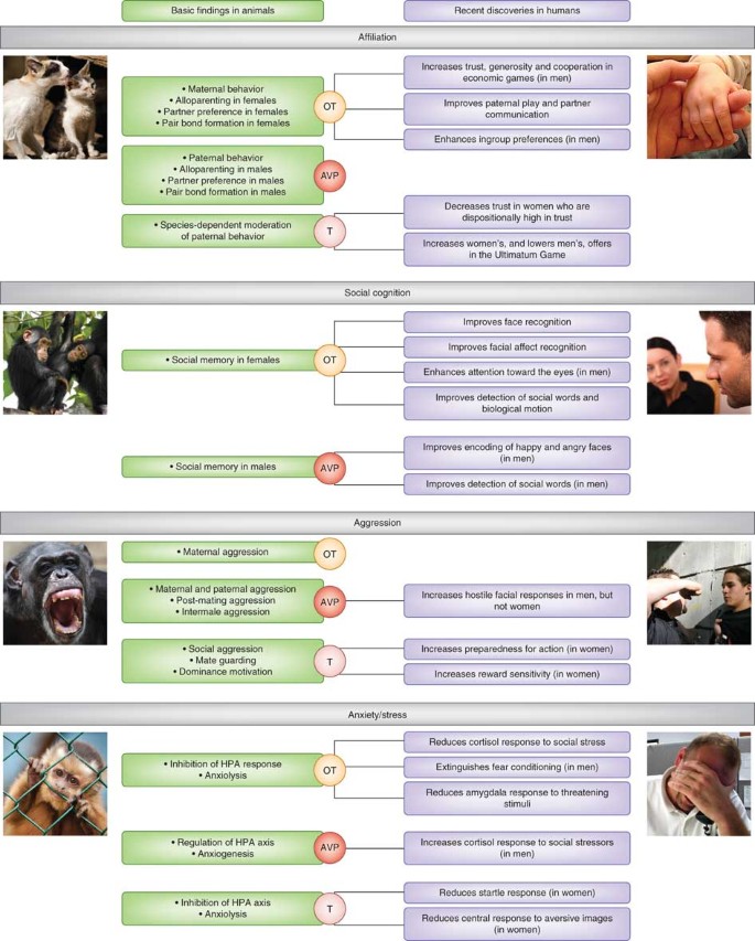 The animal and human neuroendocrinology of social cognition, motivation and  behavior | Nature Neuroscience