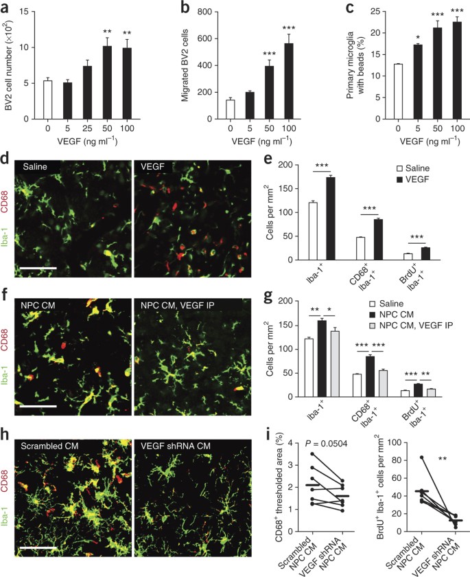 Neural Progenitor Cells Regulate Microglia Functions And Activity Nature Neuroscience