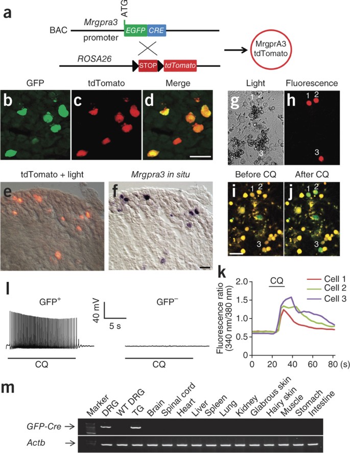 A subpopulation of nociceptors specifically linked to itch 