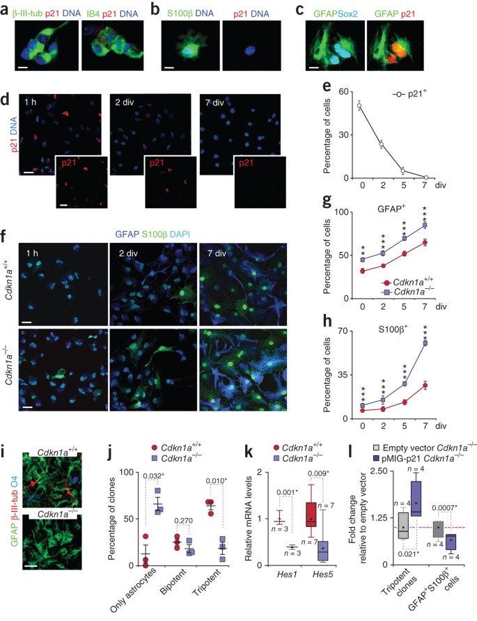 Transcriptional repression of Bmp2 by p21Waf1/Cip1 links quiescence to  neural stem cell maintenance | Nature Neuroscience