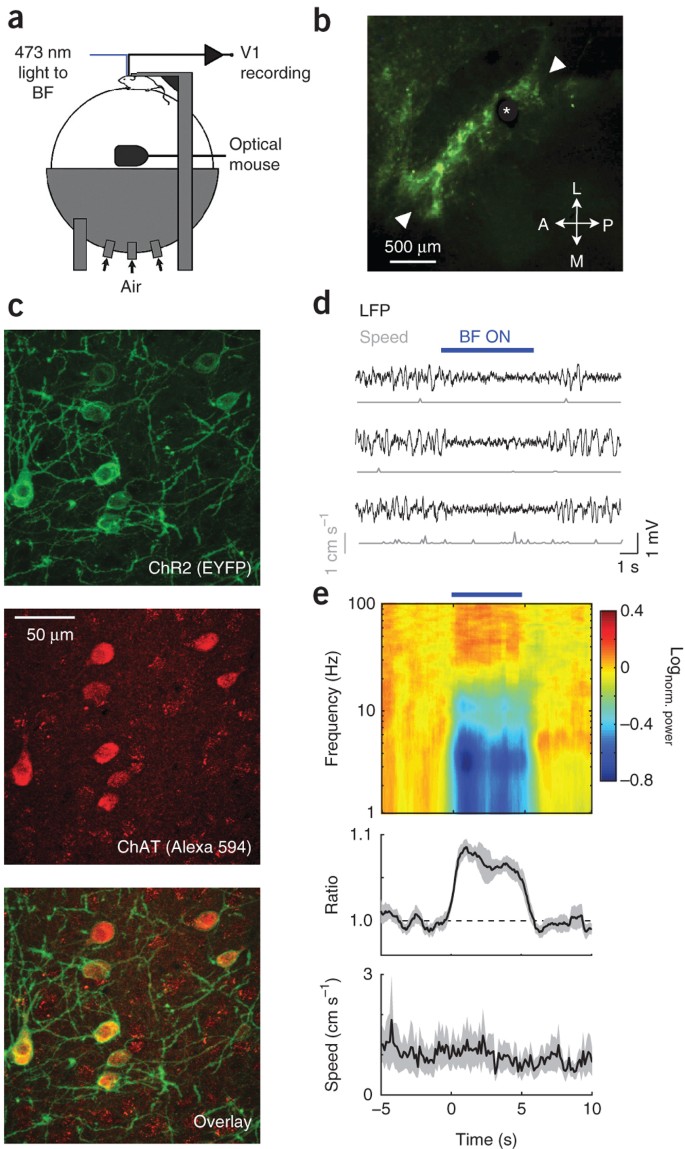 Fast Modulation Of Visual Perception By Basal Forebrain Cholinergic Neurons Nature Neuroscience