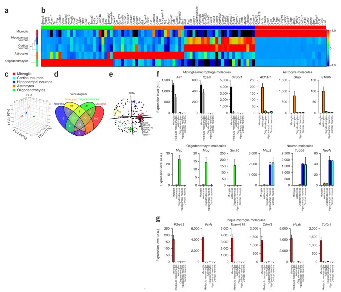 Identification Of A Unique Tgf B Dependent Molecular And Functional Signature In Microglia Nature Neuroscience