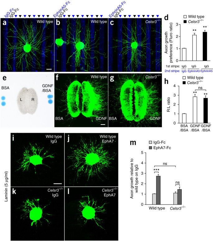 Celsr3 is required in motor neurons to steer their axons in the