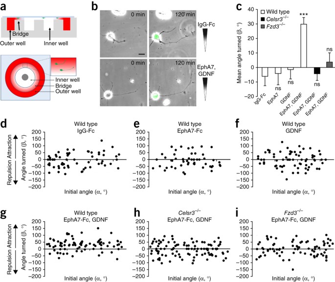 Celsr3 is required in motor neurons to steer their axons in the