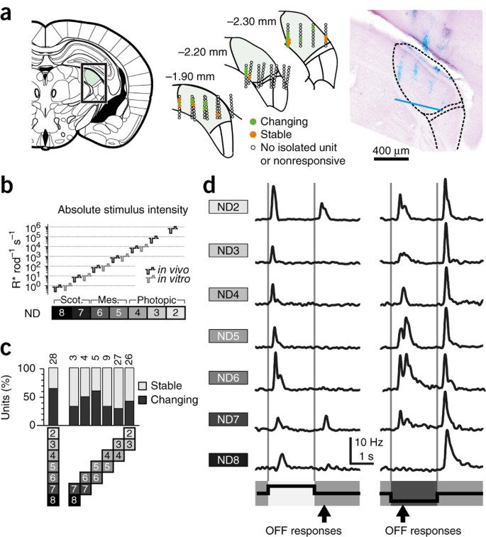 Retinal output changes qualitatively with every change in ambient illuminance | Nature Neuroscience retinal-output-changes-qualitatively-with-every-change-in-ambient-illuminance-nature-neuroscience