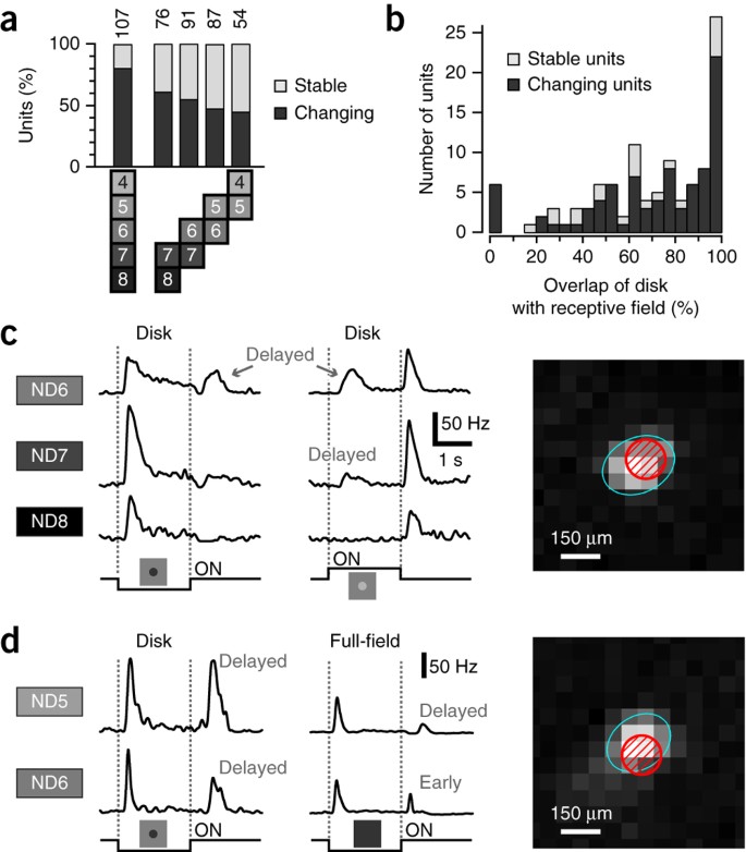 Retinal output changes qualitatively with every change in ambient illuminance | Nature Neuroscience retinal-output-changes-qualitatively-with-every-change-in-ambient-illuminance-nature-neuroscience