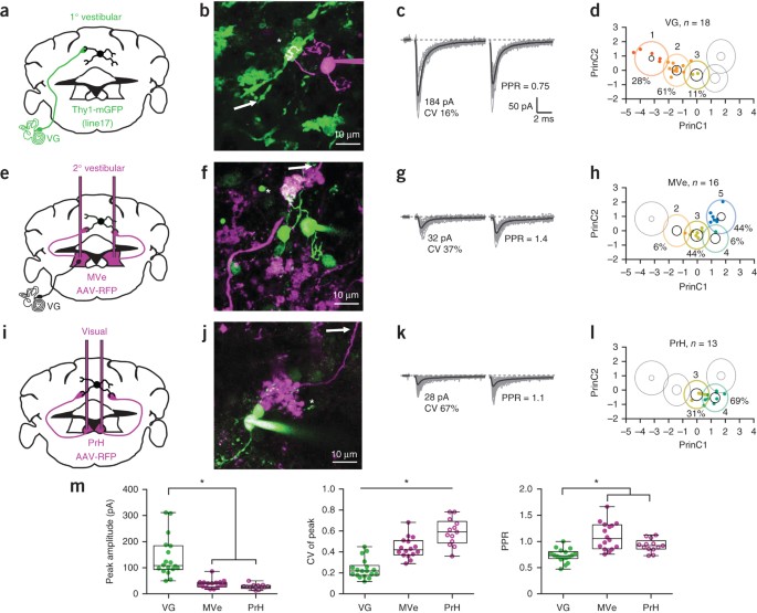 Synaptic Diversity Enables Temporal Coding Of Coincident Multisensory Inputs In Single Neurons Nature Neuroscience Synaptic Diversity Enables Temporal Coding Of Coincident Multisensory Inputs In Single Neurons Nature Neuroscience