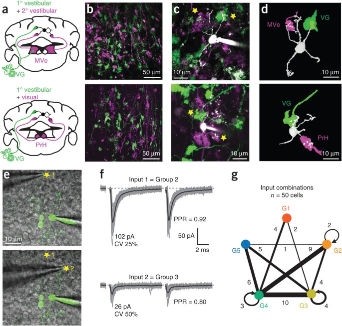 Synaptic Diversity Enables Temporal Coding Of Coincident Multisensory Inputs In Single Neurons Nature Neuroscience Synaptic Diversity Enables Temporal Coding Of Coincident Multisensory Inputs In Single Neurons Nature Neuroscience