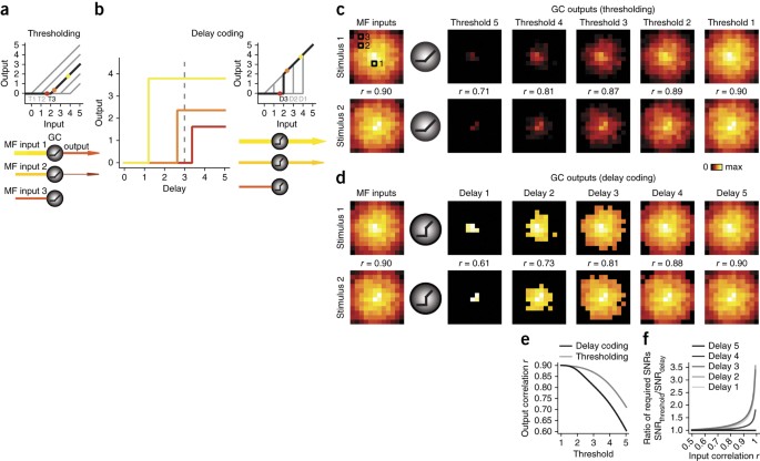 Synaptic Diversity Enables Temporal Coding Of Coincident Multisensory Inputs In Single Neurons Nature Neuroscience Synaptic Diversity Enables Temporal Coding Of Coincident Multisensory Inputs In Single Neurons Nature Neuroscience