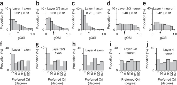 Laminar Differences In The Orientation Selectivity Of Geniculate Afferents In Mouse Primary Visual Cortex Nature Neuroscience