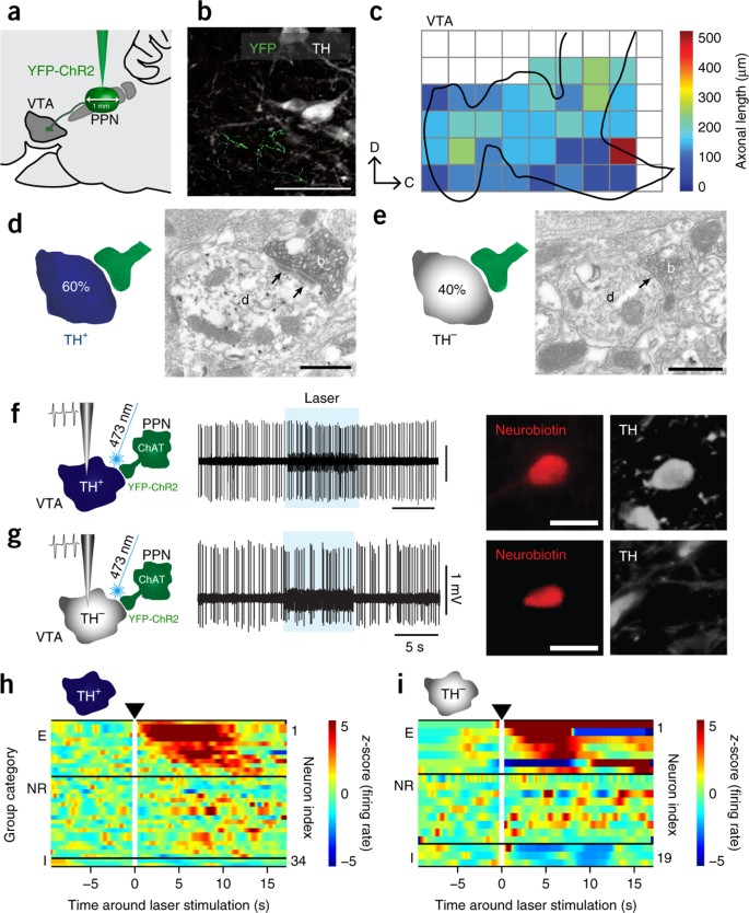 Segregated Cholinergic Transmission Modulates Dopamine Neurons Integrated In Distinct Functional Circuits Nature Neuroscience